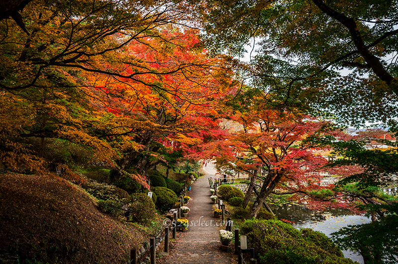 二本松城(霞ヶ城公園)紅葉の見頃は?福島県名城秋の風景!紅葉狩りと撮影攻略