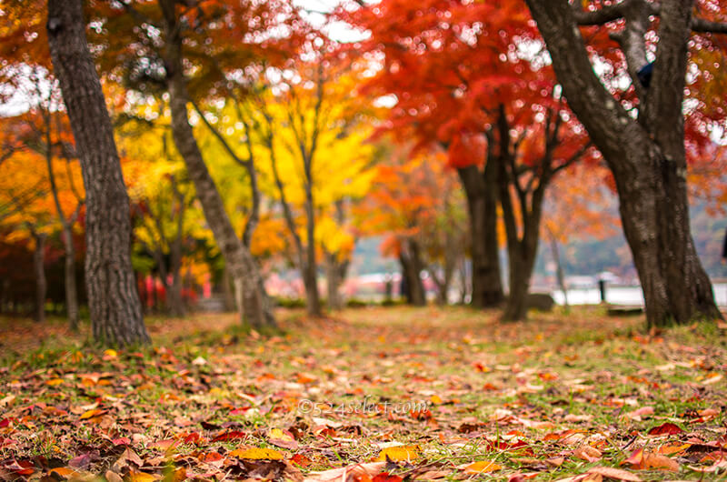 河口湖の紅葉スポットもみじ回廊で紅葉ライトアップを撮ろう!河口湖湖岸も紅葉スポット