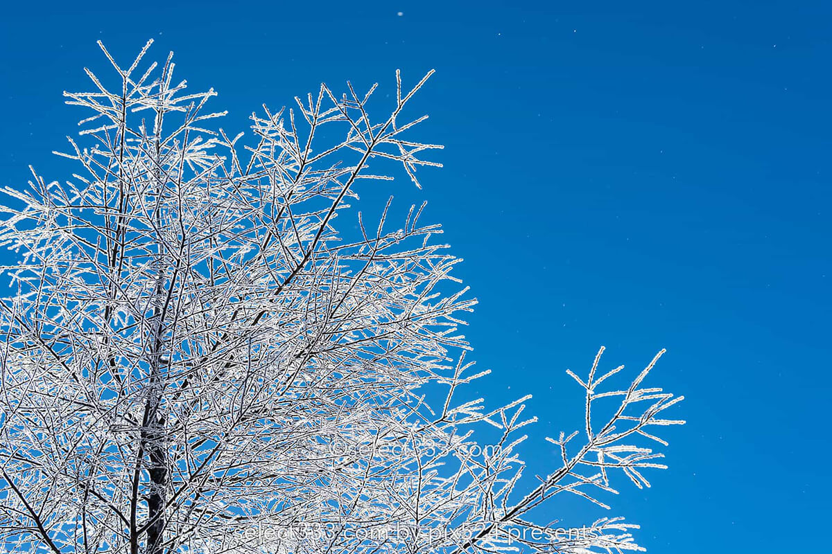 雪景色の撮影方法は?霧氷・樹氷・氷柱・積雪や雪が降る風景!冬の美しい被写体