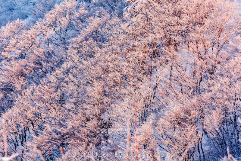 雪景色の撮影方法は？霧氷・樹氷・氷柱・積雪や雪が降る風景！冬の美しい被写体