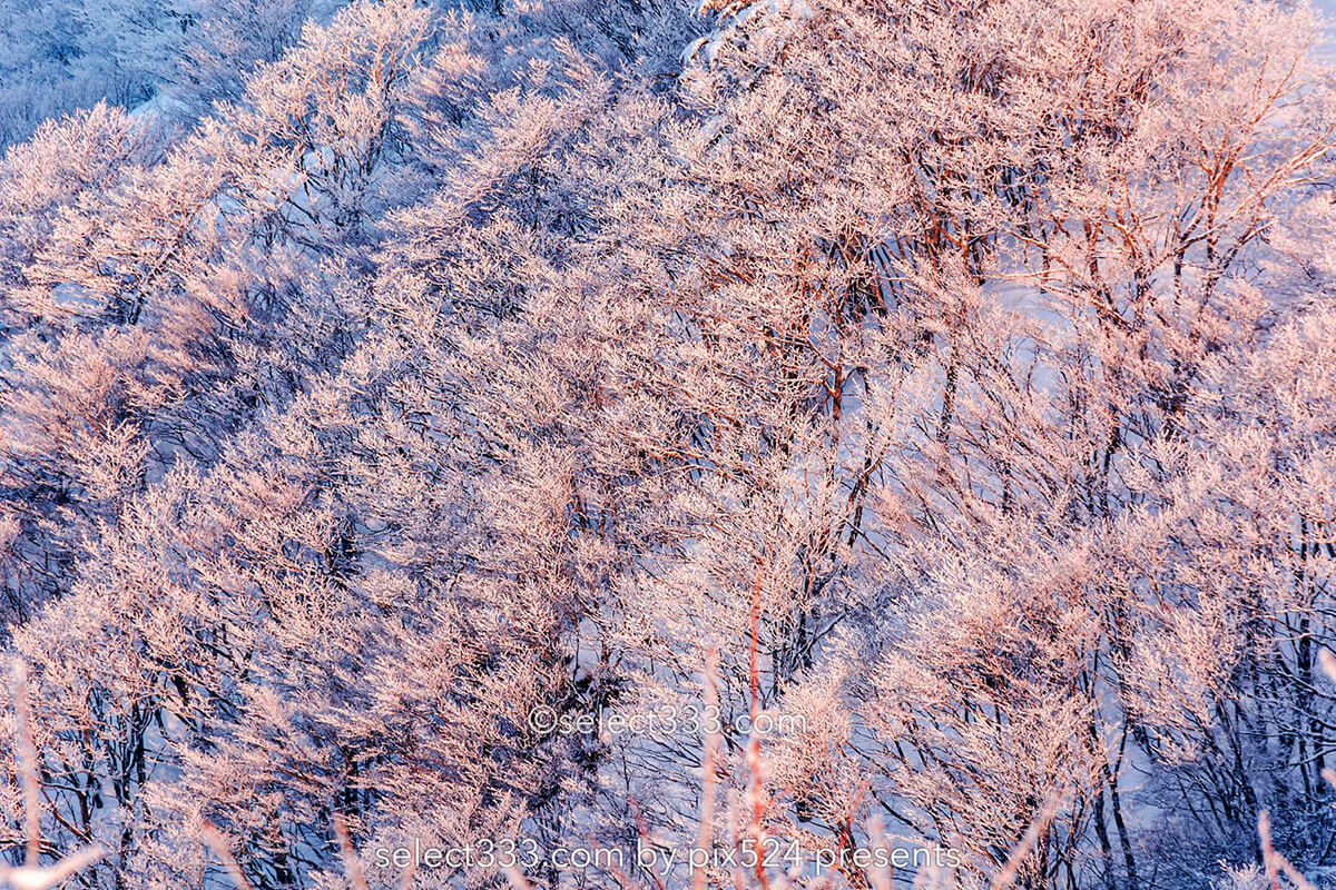 雪景色の撮影方法は?霧氷・樹氷・氷柱・積雪や雪が降る風景!冬の美しい被写体