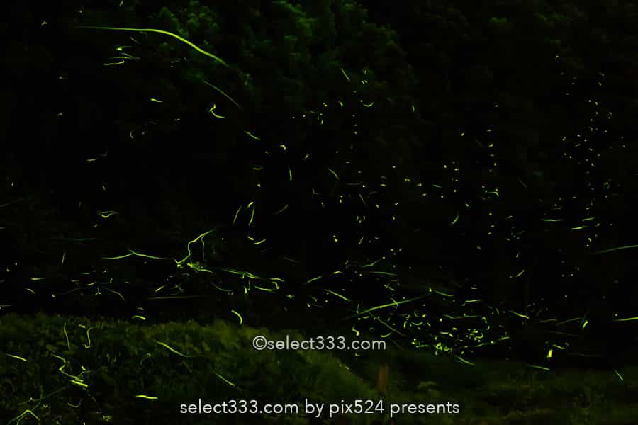 ホタルの撮影方法！長時間露光で撮り比較明合成で編集する蛍！夏の始まりの幻想風景