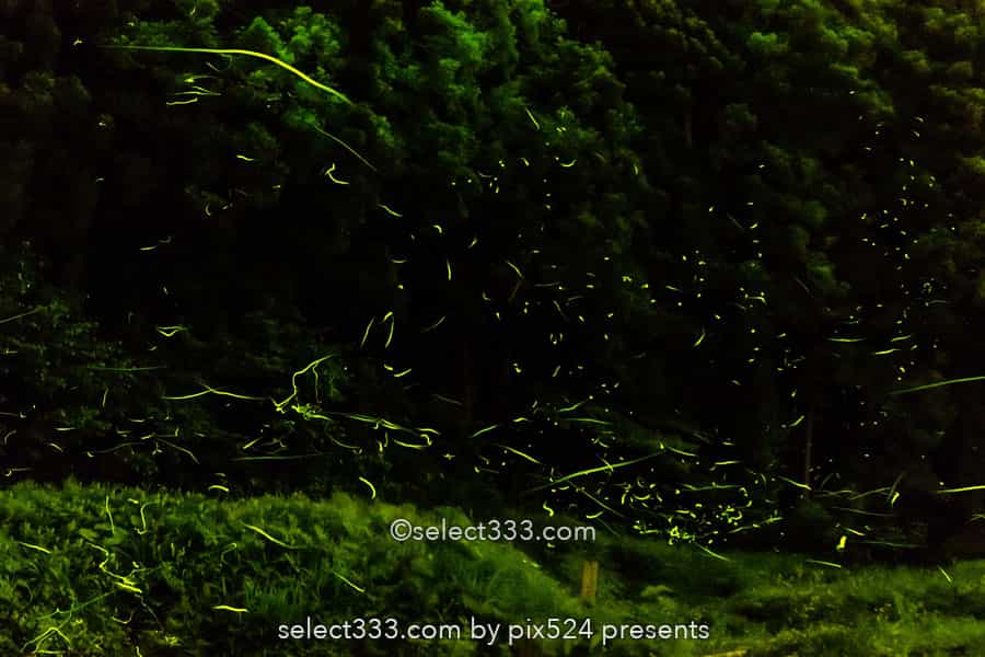 ホタルの撮影方法！長時間露光で撮り比較明合成で編集する蛍！夏の始まりの幻想風景