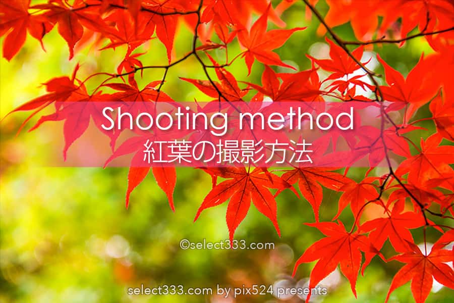 もみじの撮影 紅葉の見頃に色々な撮影方法で秋の被写体を撮影 ボケ 逆光 シルエット