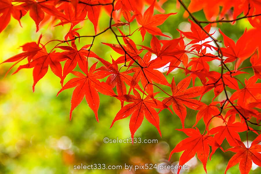 もみじの撮影！紅葉の見頃に色々な撮影方法で秋の被写体を撮影！ボケ・逆光・シルエット