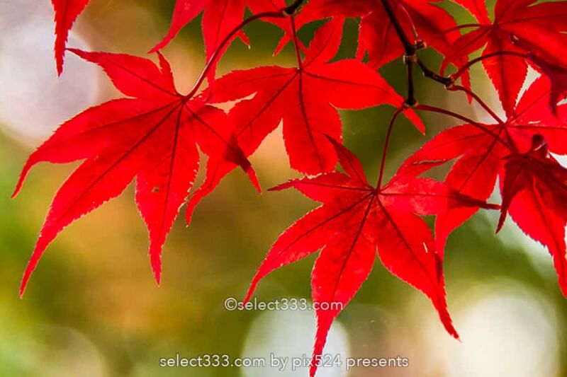 もみじの撮影！紅葉の見頃に色々な撮影方法で秋の被写体を撮影！ボケ・逆光・シルエット