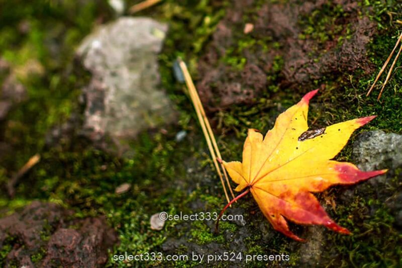 もみじの撮影！紅葉の見頃に色々な撮影方法で秋の被写体を撮影！ボケ・逆光・シルエット