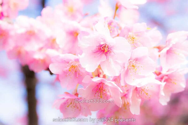 桜を撮ろう!桜並木撮影地や桜のアップ!色々な桜撮影のコツ!見頃を狙って春の風景を!