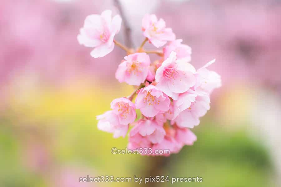 桜を撮ろう!桜並木撮影地や桜のアップ!色々な桜撮影のコツ!見頃を狙って春の風景を!