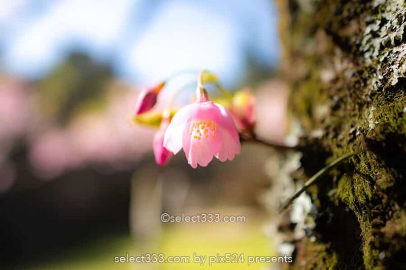 桜を撮ろう!桜並木撮影地や桜のアップ!色々な桜撮影のコツ!見頃を狙って春の風景を!