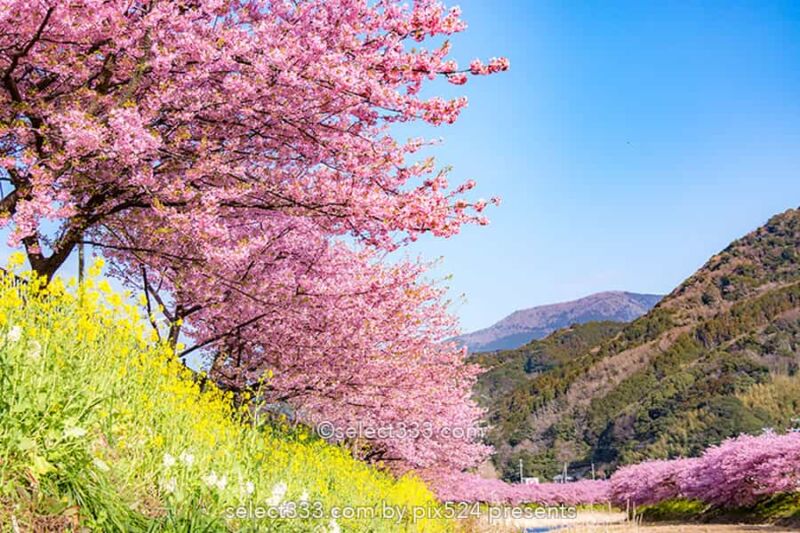 桜を撮ろう!桜並木撮影地や桜のアップ!色々な桜撮影のコツ!見頃を狙って春の風景を!