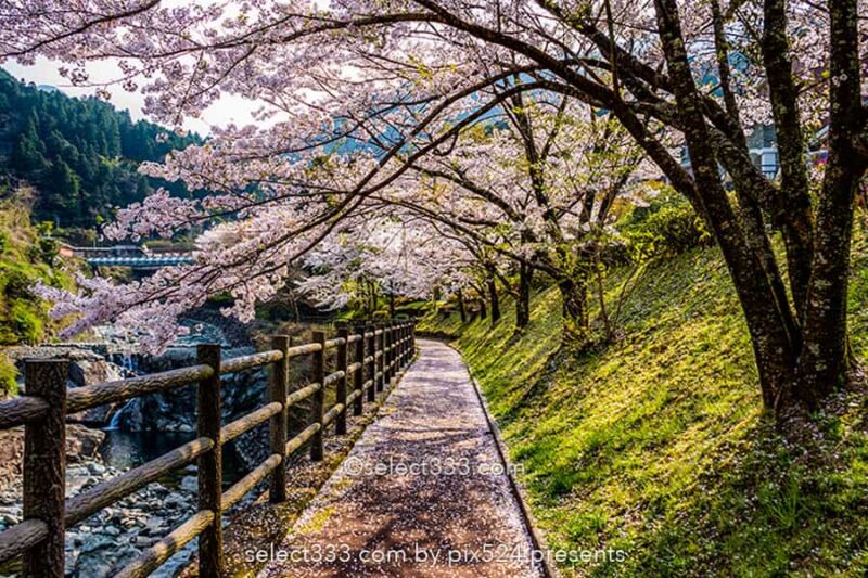 桜を撮ろう!桜並木撮影地や桜のアップ!色々な桜撮影のコツ!見頃を狙って春の風景を!
