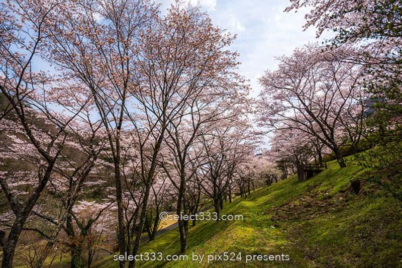 桜を撮ろう!桜並木撮影地や桜のアップ!色々な桜撮影のコツ!見頃を狙って春の風景を!