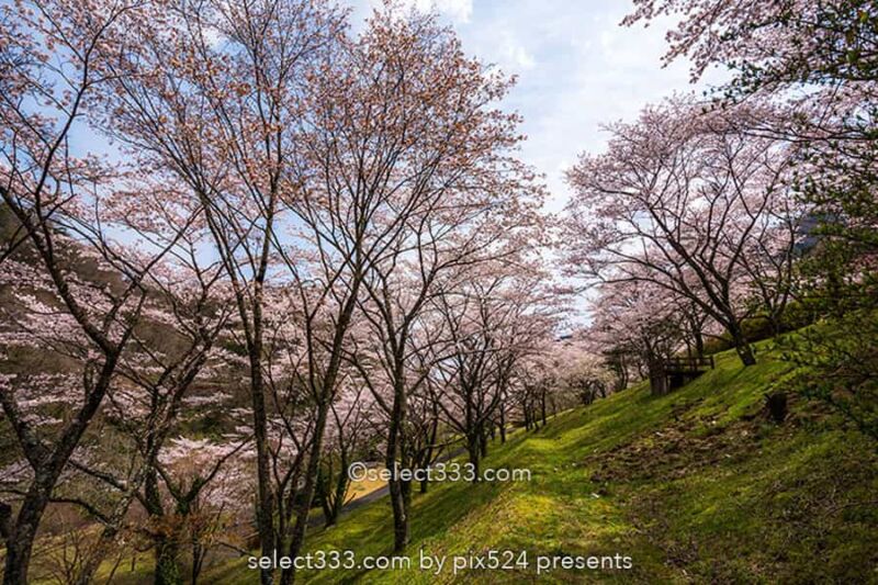 桜を撮ろう！桜並木撮影地や桜のアップ！色々な桜撮影のコツ！見頃を狙って春の風景を！