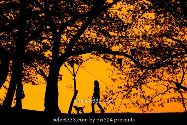 夕焼け空のシルエット撮影方法！影絵や切り絵に見える風景撮影！夕暮れの逆光風景
